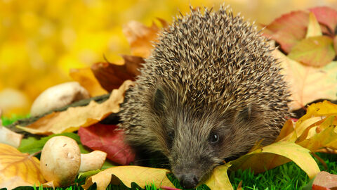 Igel auf Herbstlaub