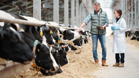 Veterinärmedizin Tierärztin und Landwirt stehen in einem Kuhstall.