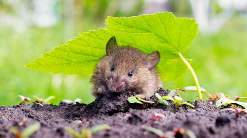 Eine kleine feldmaus im garten auf dem boden unter einem grünen blatt