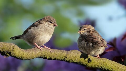 Zwei Vögel sitzen auf einem Ast