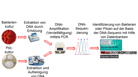 Arbeitsgang der Identifizierung von Bakterien- und Pilzkulturen Arbeitsgang der Identifizierung von Bakterien- und Pilzkulturen