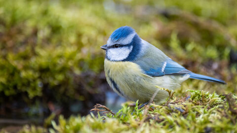 Blaumeise die auf einem Moosteppich steht