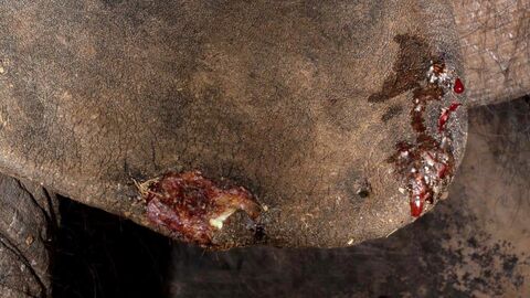 Infizierte Hautstelle