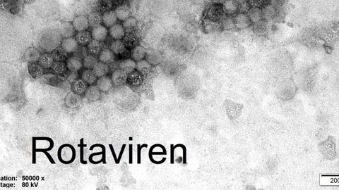 Rotavirus-Nachweis in einer Kotprobe vom Kalb