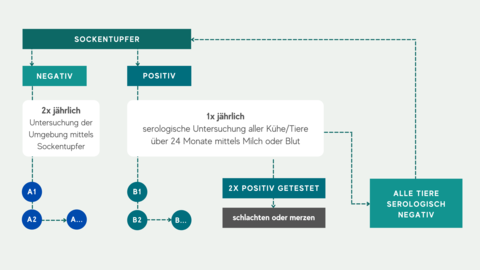 Schematischer Ablauf beim hessischen MAP-Untersuchungsprogramm HEMAP Schematischer Ablauf beim hessischen MAP-Untersuchungsprogramm HEMAP. Werden die Tiere aufgrund von Probennahme über Sockentupfer negativ getestet kommt es zweimal jährlich zu weiteren Testungen. Bei einem positiven Befund werden die Tiere einmal jährlich serologisch getestet. Nach einer zweimaligen positiven Testung werden die Tiere ausgesondert oder geschlachtet. Sind alle Tiere negativ serologisch getestet beginnt der Kreislauf über die Testung der Sockentupfer erneut.