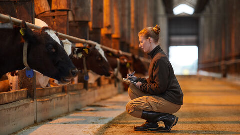 Paratuberkulose-Untersuchungsprogramm Seitenansichtporträt einer jungen frau, die Vieh inspiziert und etwas dabei aufschreibt