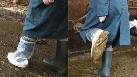 Probennahme mittels Sockentupfer im Bestand Ansicht eines Gumminstiefels mit einem Plastiküberzug