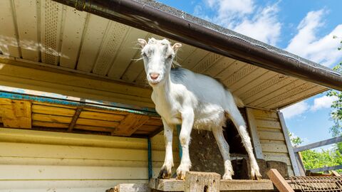 Ziege die auf einem Holzpodest steht