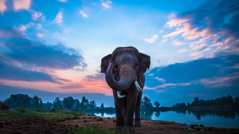 Thailändischer Elefant stehend vor einem Fluss