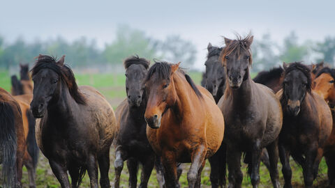 Kleine Herde Pferde in freier Natur
