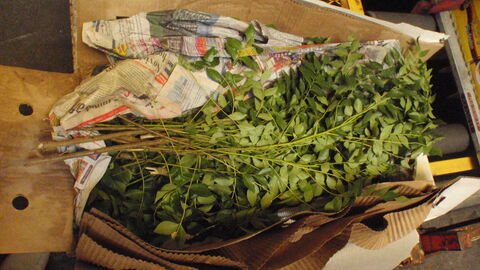 Currryblätter aus Indien