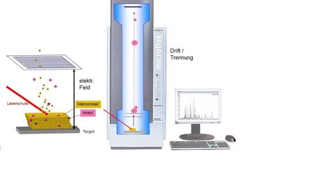 Schematischer Aufbau eines MALDI-TOF Massenspektrometers