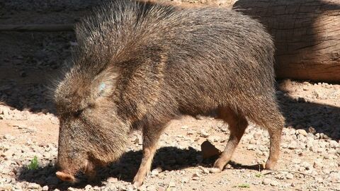 Chaco-Pekari (Catagonus wagneri) sucht auf schotteriger Erde nach Futter