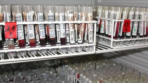 Blutproben in Gestell in einem Kühlschrank