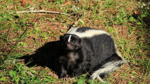 Skunk im Freien Skunk im Freien
