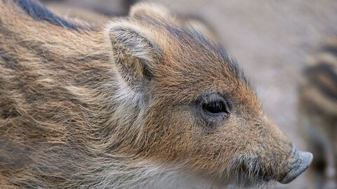 Wildschwein Frischling