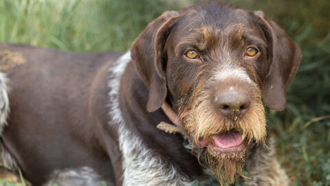 Hund liegt im Gras und schaut in die Kamera