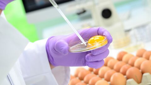 Laborpersonal mit blauen Laborhandschuhen pipettiert Eiklar aus einer Petrischale mit aufgeschlagenem Ei