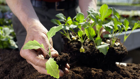 Hand hält eine Pflanze Hand hält eine Pflanze