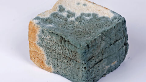 Verschimmeltes Toastbrot Verschimmeltes Toastbrot