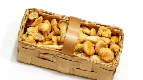 Korb mit frischen Pfifferlingen