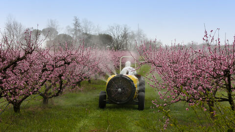 Pfirsichbäume werden mit einem Pflanzenschutzmittel besprueht 