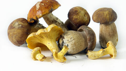 Verschiedene Pilze