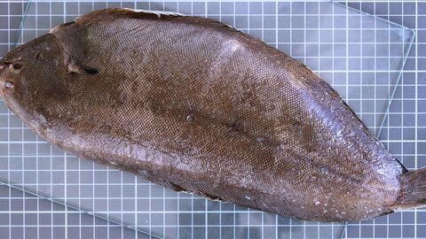 Seezunge, die auf einer Glasplatte liegt