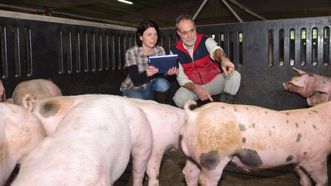 Knochengerechte Fütterung Bäuerin und Bauer begutachten in einem Stall ihre Tiere