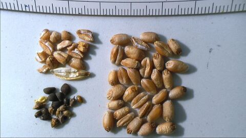 Saatgutprobe fraktioniert Saatgutprobe fraktioniert