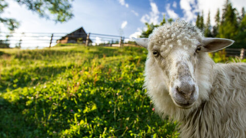 Transmissible Spongiforme Enzephalopathien (TSE)/Prionenerkrankungen Ein Schaf schaut in die Kamera im Hintergrund ist eine Hütte zu sehen