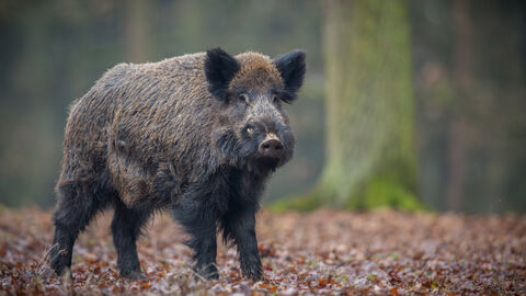 Wildschwein im Wald