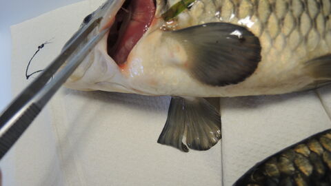 Fischgesundheit Ein Fisch wird mit einer Pinzette untersucht