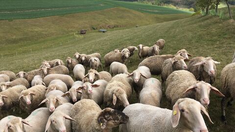 Schafsherde auf der Weide