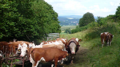 Rindergesundheit Kuhherde auf der Weide
