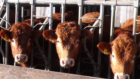 Drei Rinder schauen, im Stall, frontal in die Kamera