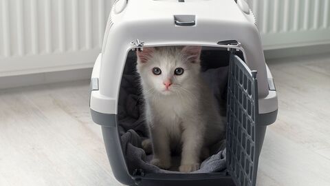 Katze in Transportbox Katze in Transportbox