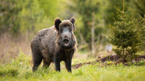 Ein Wildschwein auf einer Lichtung