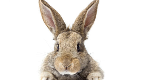 Ein Kaninchen schaut in die Kamera