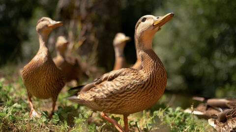 Zwei Enten laufen im Wald