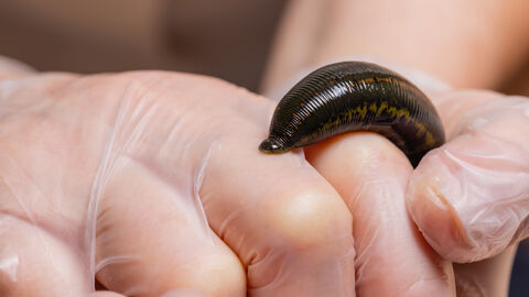 Bild eines Blutegels