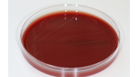 Blutagarplatte Erysipelothrix anatis 