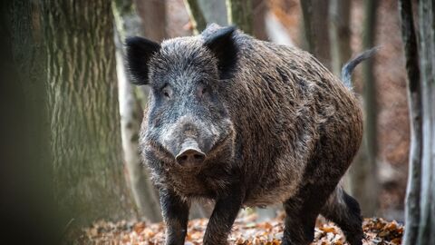 Afrikanische Schweinepest und Biosicherheit Wildschwein im Wald zwischen Bäumen