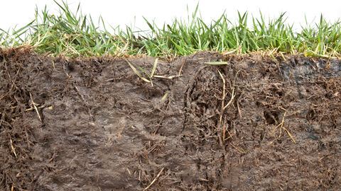 Bodenprofil mit Gras Bodenprofil mit Gras