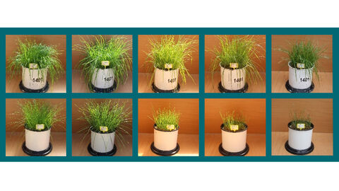 Mitscherlich-Gefäße mit unterschiedlichem Aufwuchs bei Einsatz unterschiedlicher Rezyklate und Düngemittel.