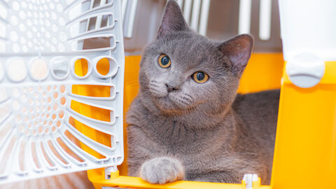 FAQ – Tiere im Flugverkehr Eine Katze schaut aus einer Transportbox durch die geöffnete Gittertür