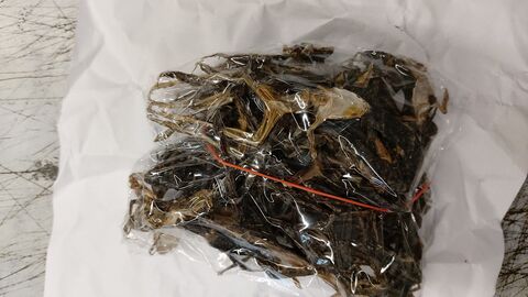 Eine mit getrockneten Fröschen gefüllte Kunststofftüte