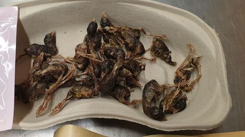 Getrocknete Hühnerküken