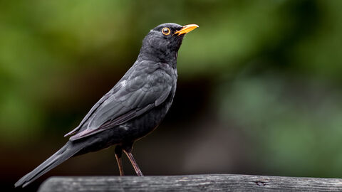 Eine Amsel sitzt vor einem verschwommenen Hintergrund