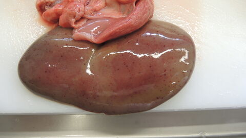 Dauerbrenner: Salmonellen beim Schwein Anzeichen einer septikämischen Infektion mit Salmonellen bei einem Wildschwein